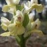 Fotografia 16 da espécie Dactylorhiza insularis do Jardim Botânico UTAD