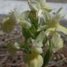 Fotografia 17 da espécie Dactylorhiza insularis do Jardim Botânico UTAD