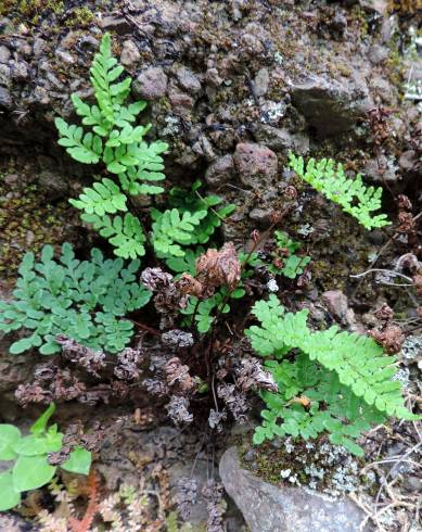 Fotografia de capa Cheilanthes guanchica - do Jardim Botânico