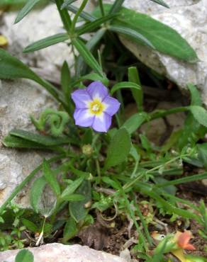 Fotografia 1 da espécie Convolvulus siculus no Jardim Botânico UTAD