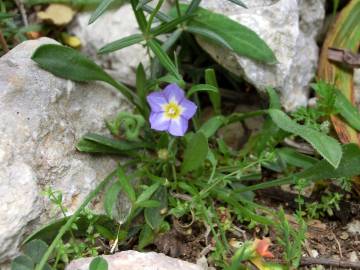 Fotografia da espécie Convolvulus siculus