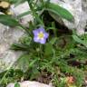 Fotografia 1 da espécie Convolvulus siculus do Jardim Botânico UTAD