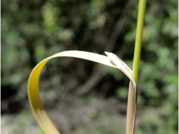 Fotografia da espécie Cynosurus elegans