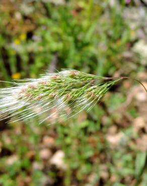 Fotografia 6 da espécie Cynosurus elegans no Jardim Botânico UTAD