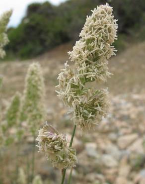 Fotografia 1 da espécie Dactylis glomerata subesp. hispanica no Jardim Botânico UTAD