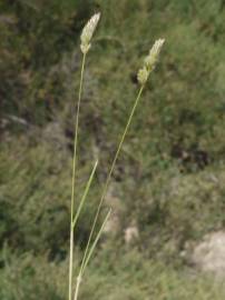 Fotografia da espécie Dactylis glomerata subesp. hispanica