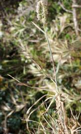 Fotografia da espécie Dactylis glomerata subesp. hispanica