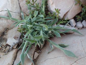 Fotografia da espécie Dactylis glomerata subesp. hispanica