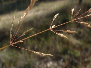 Fotografia da espécie Deschampsia media