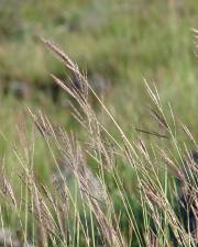 Fotografia da espécie Dichanthium ischaemum