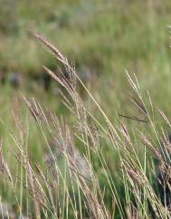 Dichanthium ischaemum