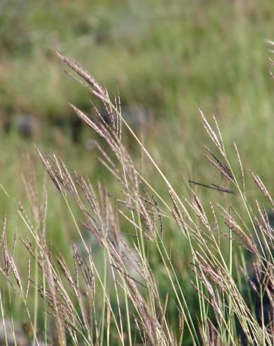 Fotografia de capa Dichanthium ischaemum - do Jardim Botânico