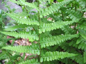 Fotografia da espécie Dryopteris oreades