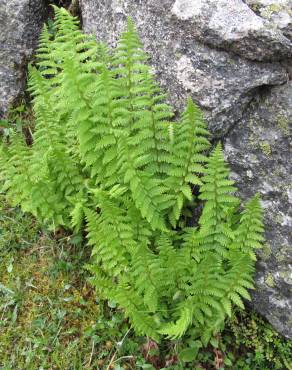 Fotografia 1 da espécie Dryopteris oreades no Jardim Botânico UTAD