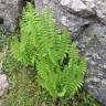 Fotografia 1 da espécie Dryopteris oreades do Jardim Botânico UTAD