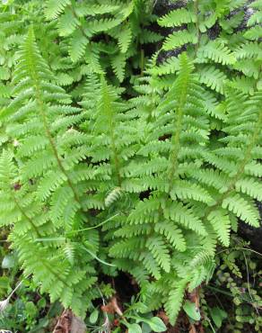 Fotografia 4 da espécie Dryopteris oreades no Jardim Botânico UTAD