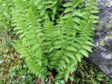 Fotografia da espécie Dryopteris oreades