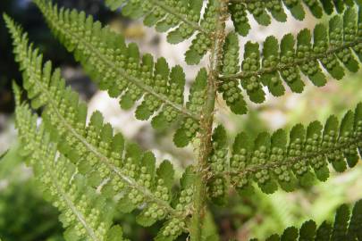 Fotografia da espécie Dryopteris oreades