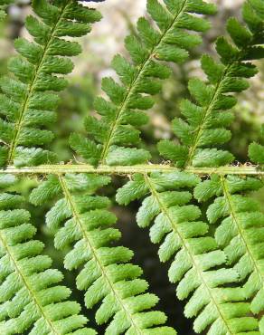 Fotografia 6 da espécie Dryopteris oreades no Jardim Botânico UTAD