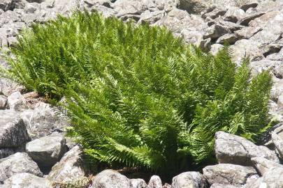 Fotografia da espécie Dryopteris oreades