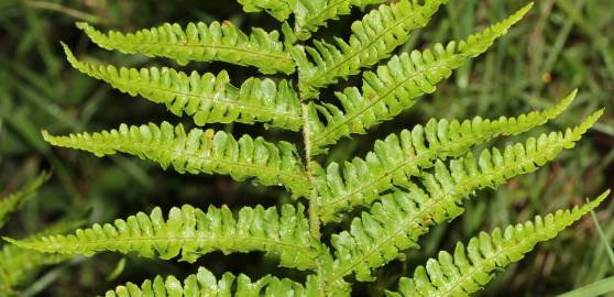 Fotografia da espécie Dryopteris oreades