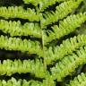 Fotografia 9 da espécie Dryopteris oreades do Jardim Botânico UTAD