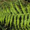 Fotografia 10 da espécie Dryopteris oreades do Jardim Botânico UTAD