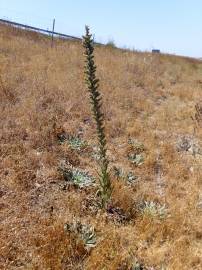 Fotografia da espécie Echium boissieri