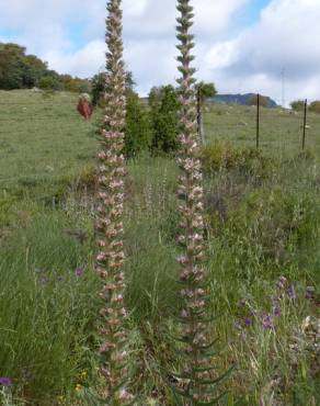 Fotografia 4 da espécie Echium boissieri no Jardim Botânico UTAD