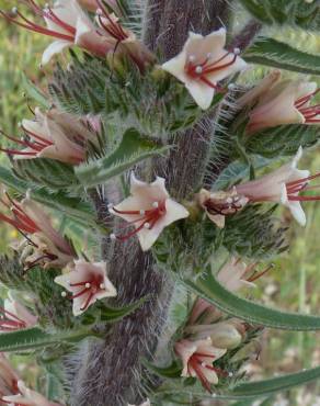 Fotografia 5 da espécie Echium boissieri no Jardim Botânico UTAD