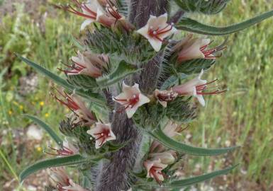 Fotografia da espécie Echium boissieri