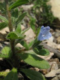 Fotografia da espécie Echium parviflorum