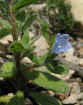 Fotografia 3 da espécie Echium parviflorum no Jardim Botânico UTAD