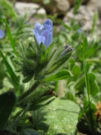 Fotografia da espécie Echium parviflorum