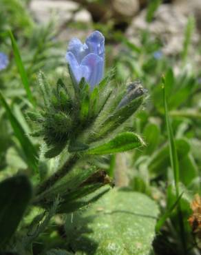 Fotografia 4 da espécie Echium parviflorum no Jardim Botânico UTAD