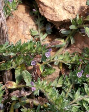 Fotografia 5 da espécie Echium parviflorum no Jardim Botânico UTAD