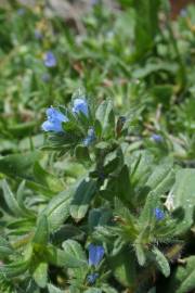 Fotografia da espécie Echium parviflorum