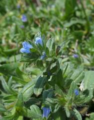 Echium parviflorum