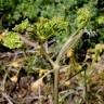 Fotografia 4 da espécie Elaeoselinum foetidum do Jardim Botânico UTAD