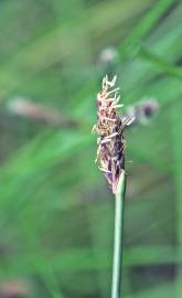 Fotografia da espécie Eleocharis multicaulis