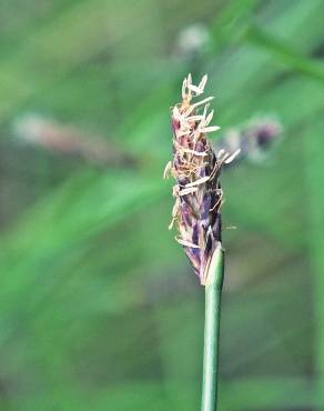 Fotografia 3 da espécie Eleocharis multicaulis no Jardim Botânico UTAD