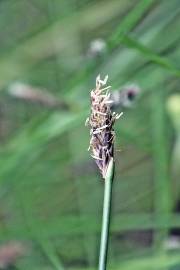 Fotografia da espécie Eleocharis multicaulis