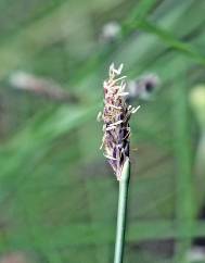 Eleocharis multicaulis