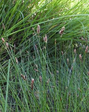 Fotografia 5 da espécie Eleocharis multicaulis no Jardim Botânico UTAD