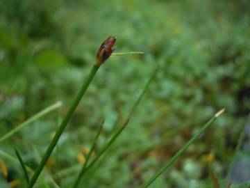 Fotografia da espécie Eleocharis multicaulis