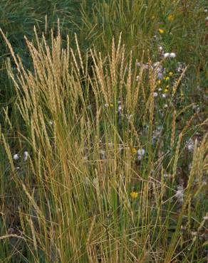 Fotografia 1 da espécie Elymus athericus no Jardim Botânico UTAD