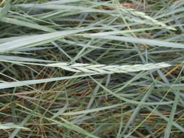 Fotografia da espécie Elymus campestris