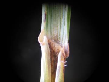 Fotografia da espécie Elymus campestris