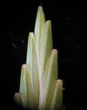 Fotografia 5 da espécie Elymus campestris no Jardim Botânico UTAD