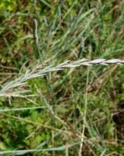 Fotografia da espécie Elymus campestris